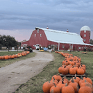 Pumpkin Festival at Shepherd's Cross