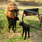 Woolly Weekend at Shepherd's Cross