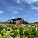 Fall Harvest Fun at Livesay Orchards